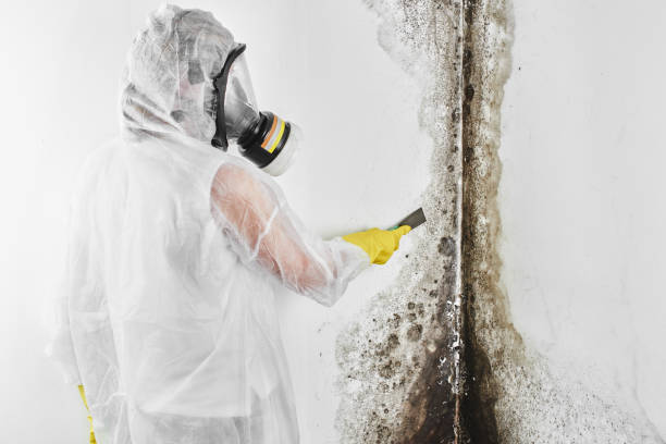 Why You Should Choose Our Mold Remediation Services in Monette, AR